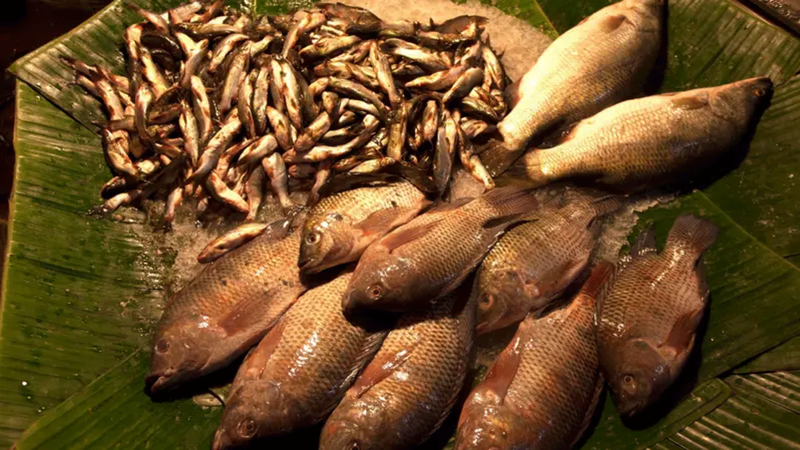 Fish