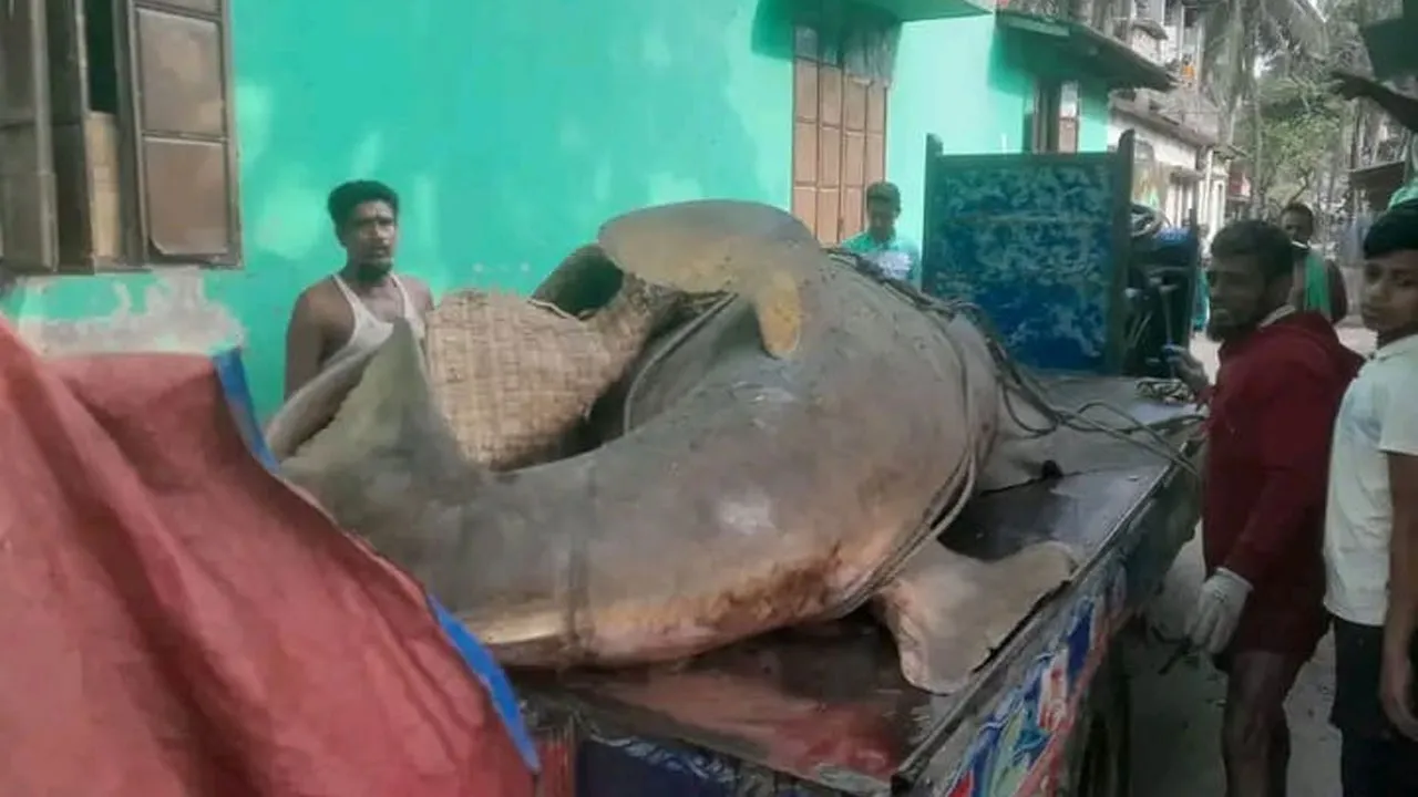 আমুয়ায় আড়াই লাখ টাকায় বিক্রি ২৫ মণের খটক