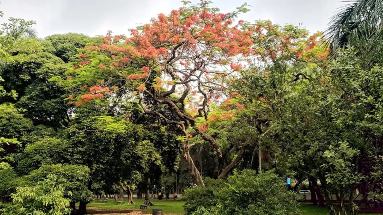 দেশে উদ্ভিদের বিস্তার কমছে