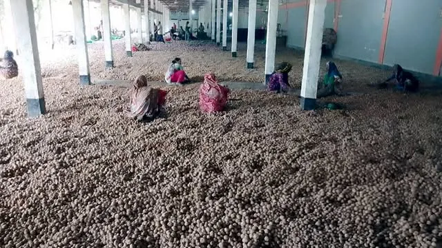 ফুলবাড়ীতে ক্রেতা সঙ্কট হিমাগারে দেড় লাখ বস্তা আলু