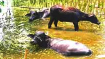 ফুলবাড়ীতে তীব্র তাপদাহে বিপর্যস্ত জনজীবন