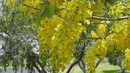 সোনালু, প্রকৃতির স্বর্ণমুকুট