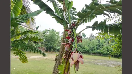 গাবখানে বিস্ময়, ১ ছড়ায় ১২ কলার মোচা