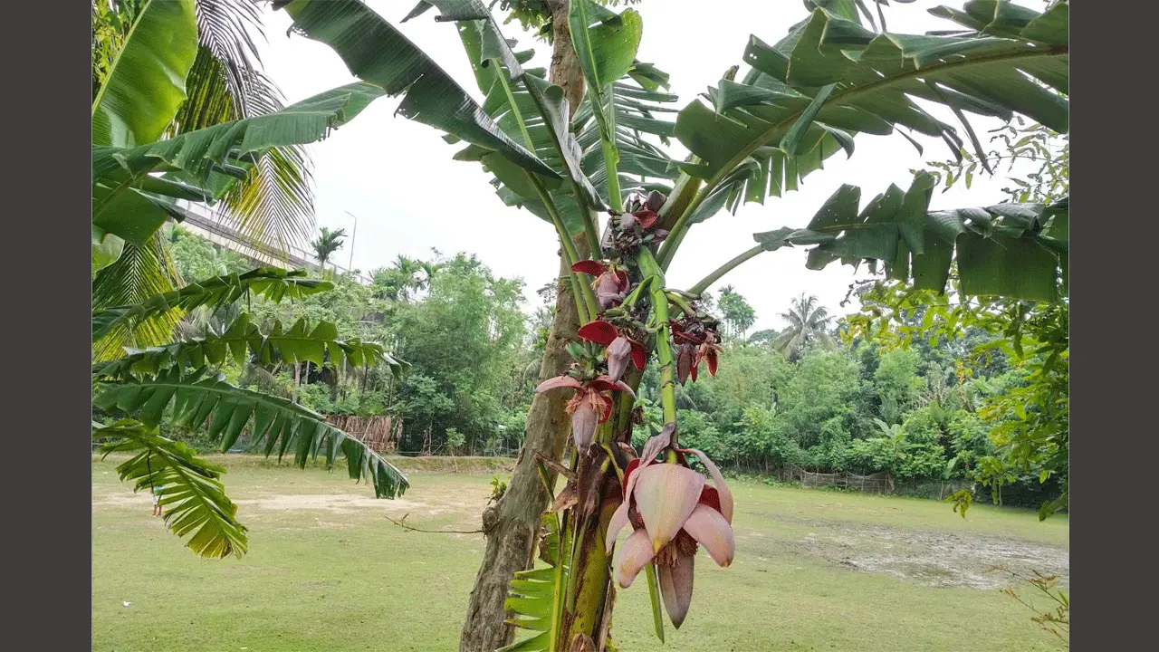 গাবখানে বিস্ময়, ১ ছড়ায় ১২ কলার মোচা