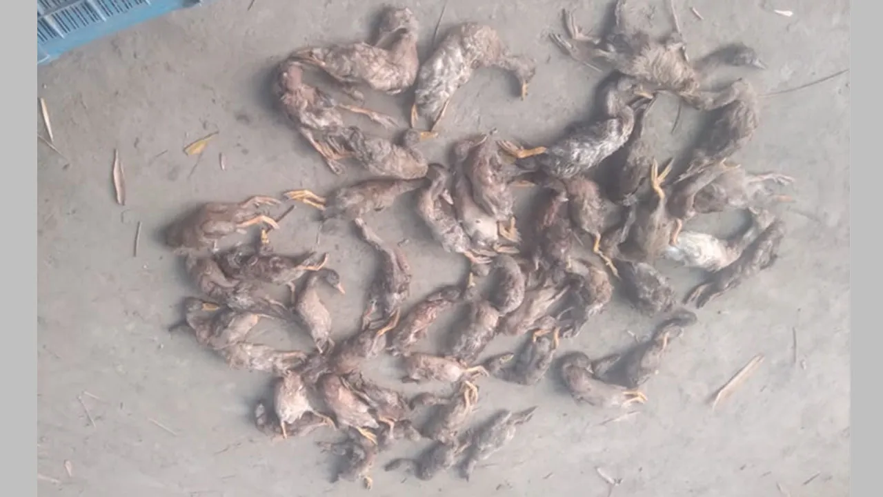 ‎ধানক্ষেতে বিষ প্রয়োগ, মারা গেল ১০০টি হাঁস