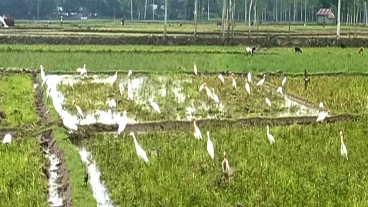গাইবান্ধায় কৃষি জমিতে বকের মেলা, নজর কাড়ছে পথচারীর