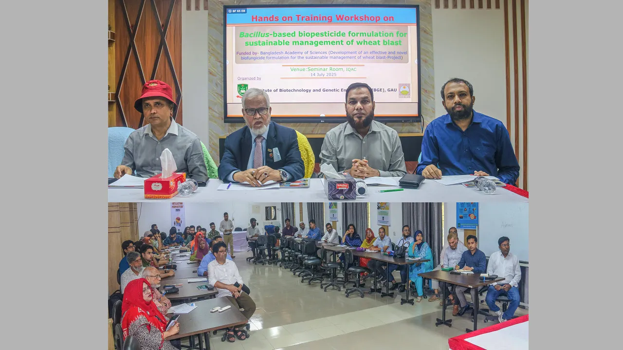 গাকৃবিতে গমের ব্লাস্ট রোগ দমনে হাতে কলমে প্রশিক্ষণ কর্মশালা