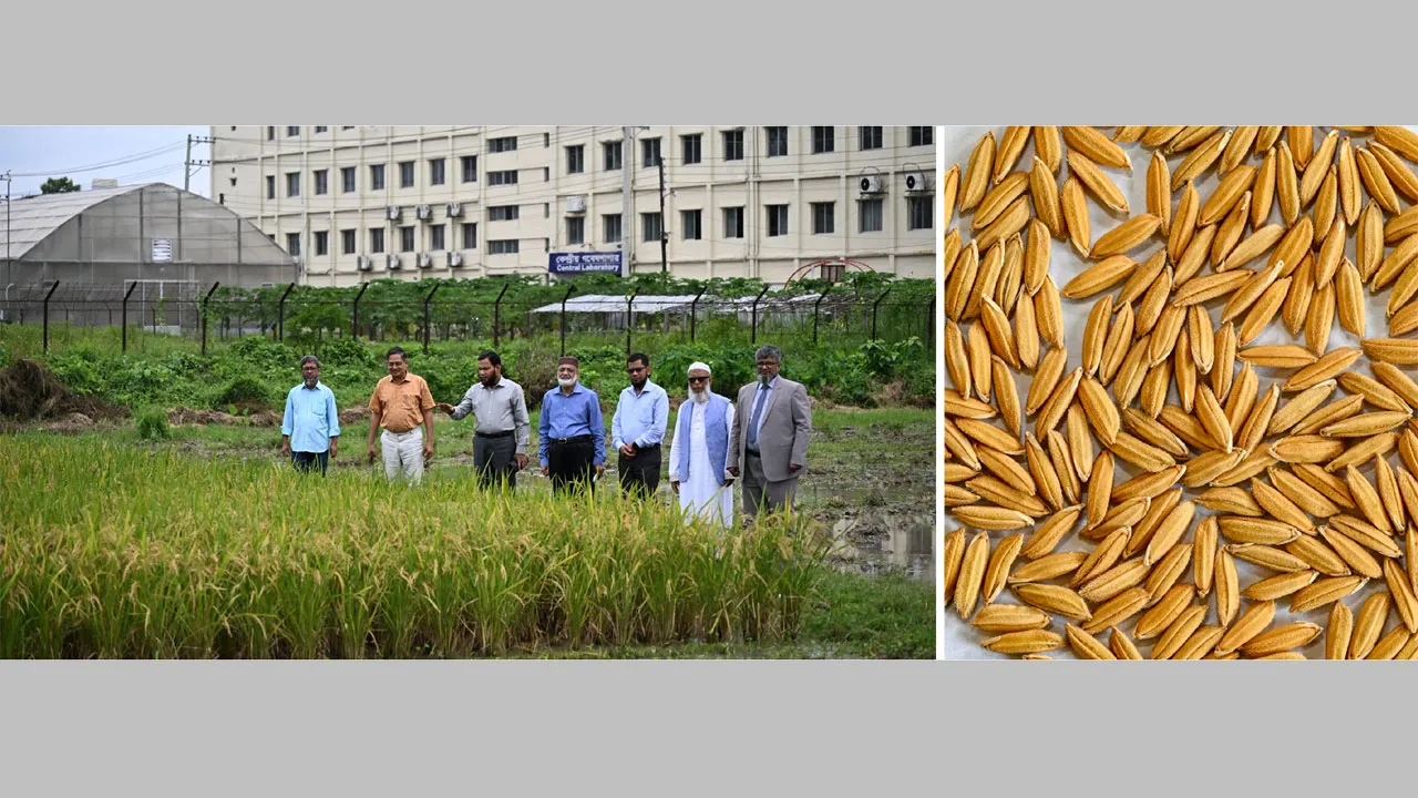 গাকৃবিতে স্বল্পমেয়াদী ও উচ্চ ফলনশীল চিকন ধানের জাত উদ্ভাবন