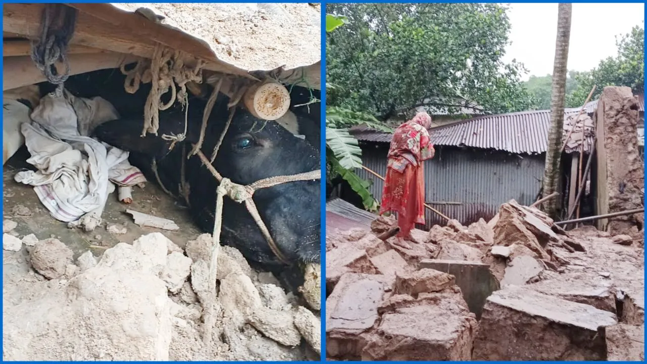 প্রতিবেশীর মাটির ঘর ধসে দরিদ্র কৃষকের গাভী ও বাছুরের মৃত্যু