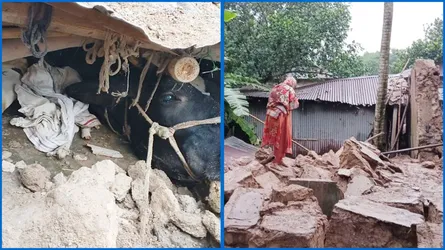 প্রতিবেশীর মাটির ঘর ধসে দরিদ্র কৃষকের গাভী ও বাছুরের মৃত্যু