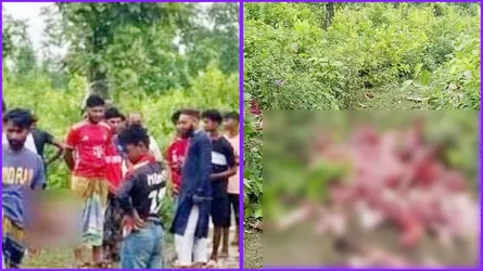 গাজীপুরে গভীর বনে জবাইকৃত ঘোড়ার মাথা ও চামড়াসহ হাড় উদ্ধার