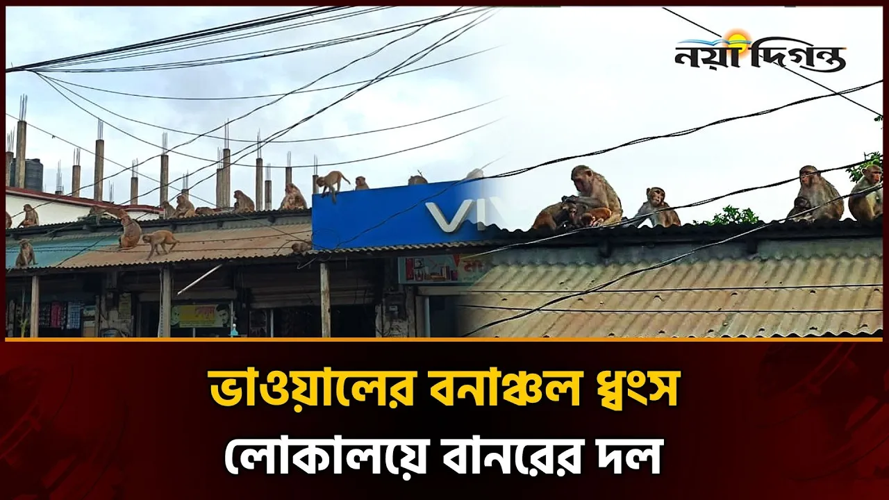 খাবারের সন্ধানে দোকান-বাড়িতে বানরের হানা
