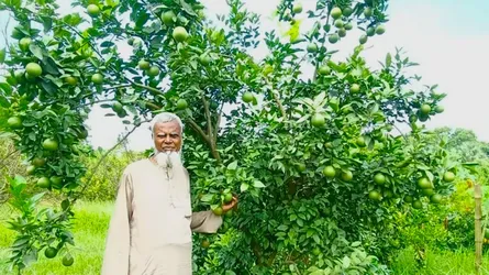 গাজীপুরে মিশ্র ফল বাগানে মাল্টা চাষে সাফল্য জামিরের