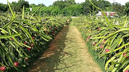 গাজীপুরে বাণিজ্যিকভাবে ড্রাগন ফল চাষে সাফল্য
