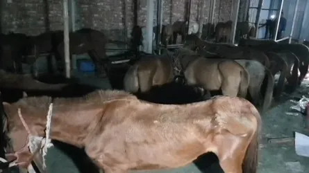 গাজীপুরে ৩৭টি রোগাক্রান্ত, ৮টি জবাইকৃত ঘোড়া জব্দ