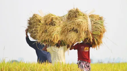 বোরো ধানের বাম্পার ফলনে কৃষকের মুখে হাসি