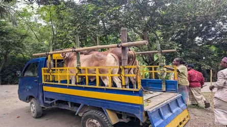 হাটে নয় রাজধানীর বাসায় কোরবানির গরু, কৃষকদের ঘুরে দাঁড়ানোর গল্প