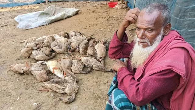 গোয়ালন্দে বিষাক্ত মাছ খেয়ে মারা পড়েছে ৩৪০ হাঁস