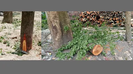 গৌরনদীতে রাতের আঁধারে কাটা সরকারি গাছ জব্দ করেছে পুলিশ