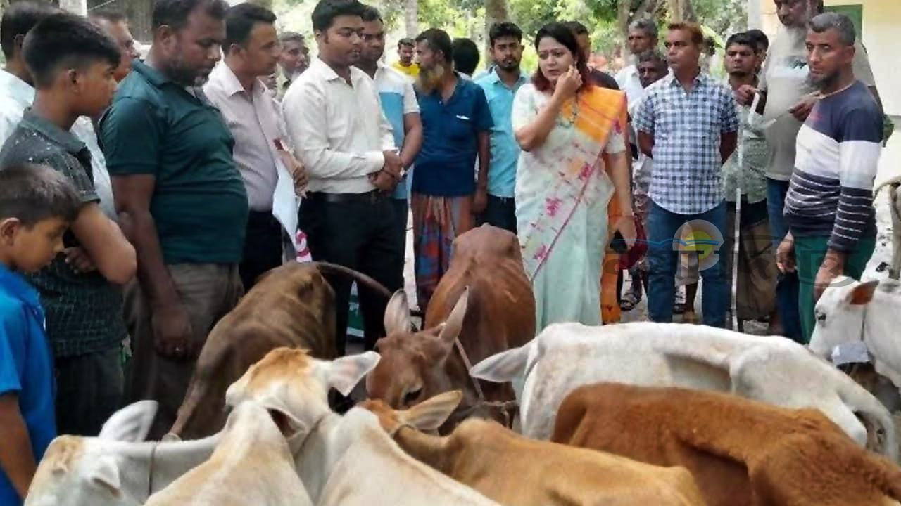 গৌরনদীতে উপজেলা প্রশাসনের হস্তক্ষেপে ফেরত গেল নিম্নমানের পশু