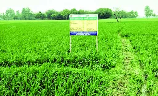 এডব্লিউডি প্রকল্প ভেস্তে যাওয়ায় সম্ভাবনা হারাচ্ছেন কৃষকরা