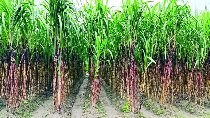 লালমনিরহাটে আখ চাষে কৃষকদের ভাগ্যবদল