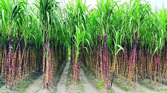 লালমনিরহাটে আখ চাষে কৃষকদের ভাগ্যবদল