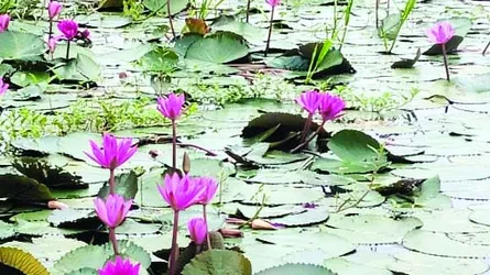 মরা নদীতে লাল শাপলার রঙিন বিস্ময় প্রকৃতি সংরণেরও নীরব বার্তা