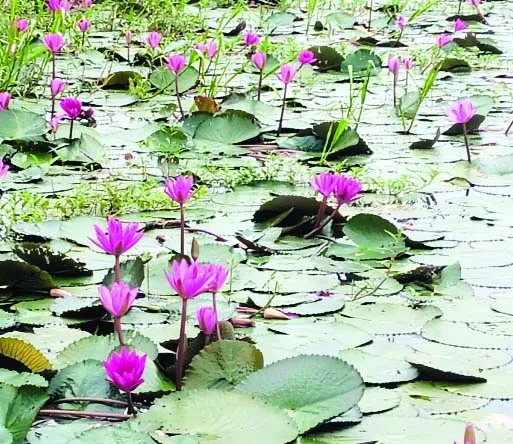মরা নদীতে লাল শাপলার রঙিন বিস্ময় প্রকৃতি সংরণেরও নীরব বার্তা