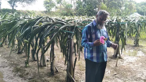 লোহাগড়ায় ড্রাগন চাষে স্বাবলম্বী আনিস