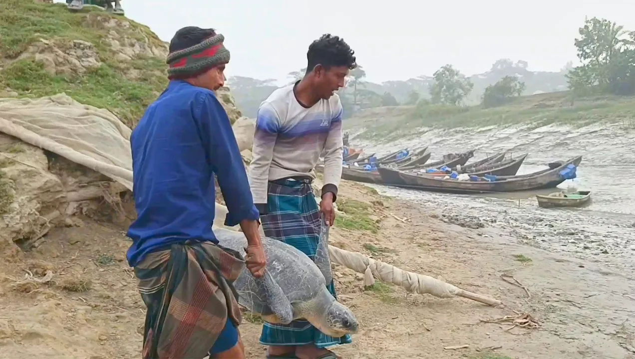 হাতিয়ায় ৪০ কেজি ওজনের কচ্ছপ মেঘনায় অবমুক্ত