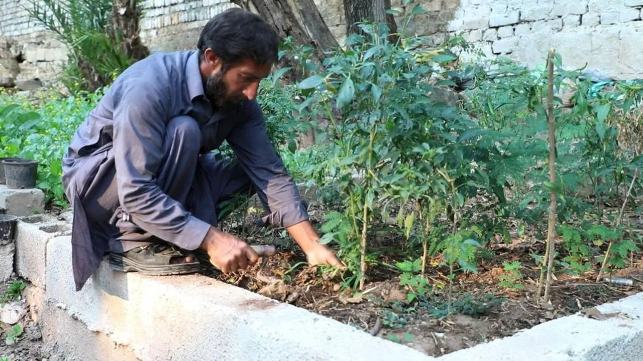 অজুখানার ব্যবহৃত পানি দিয়ে কৃষিজমিতে সেচ, পানির সর্বোত্তম ব্যবহার (ভিডিও)