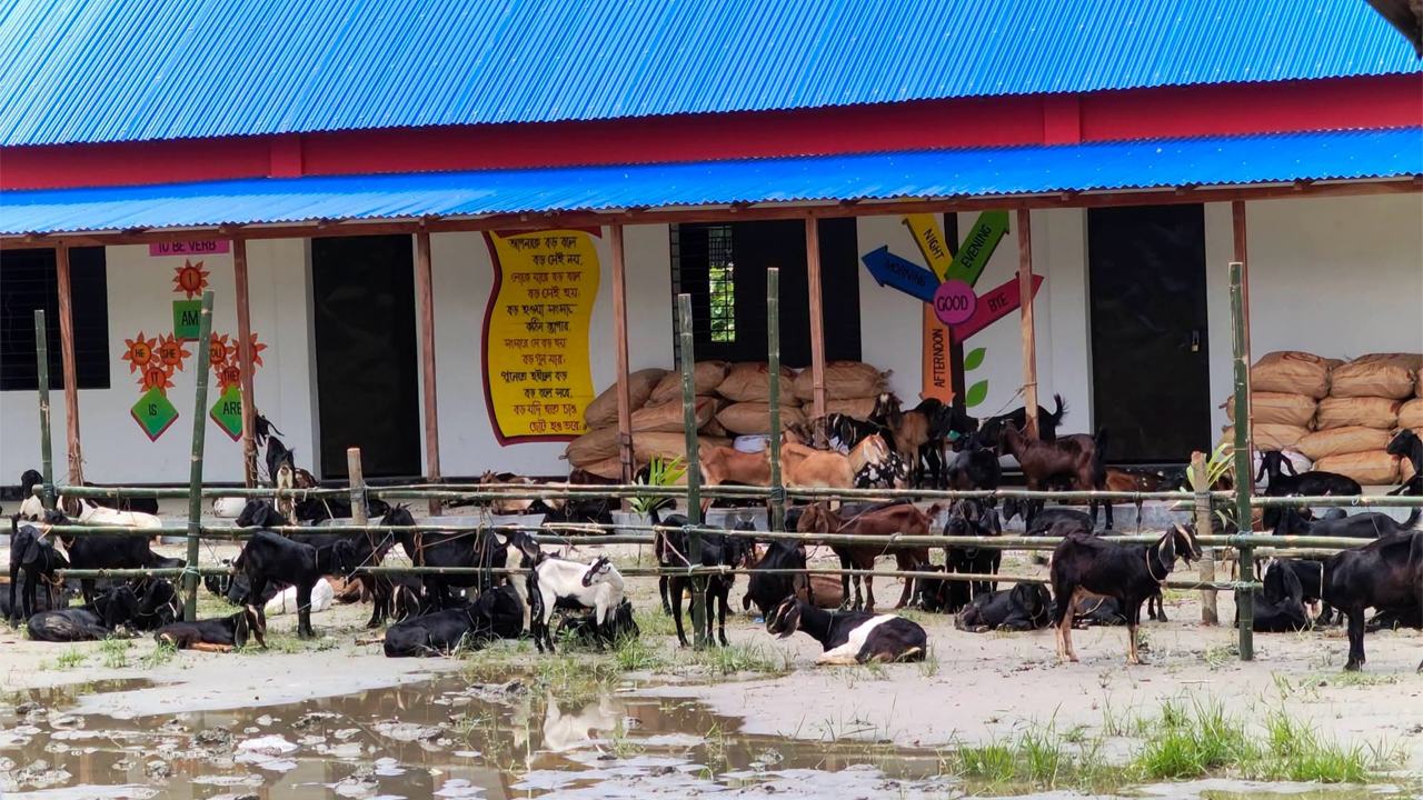 High-quality goats distributed among 200 destitute families in Shibchar.