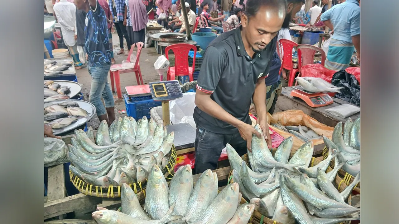 ভরা মৌসুমেও ইলিশের দামে আগুন
