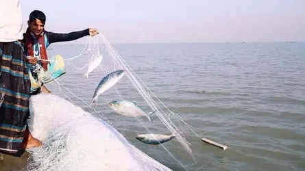 ইলিশ উৎপাদন বাড়াতে জেলেদের আরো আর্থিক সহায়তা দেবে সরকার