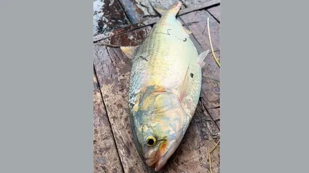 এক ইলিশের দাম ১৩,২২০!