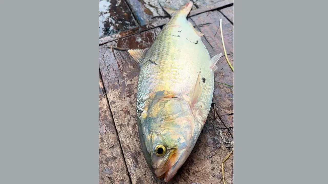 এক ইলিশের দাম ১৩,২২০!