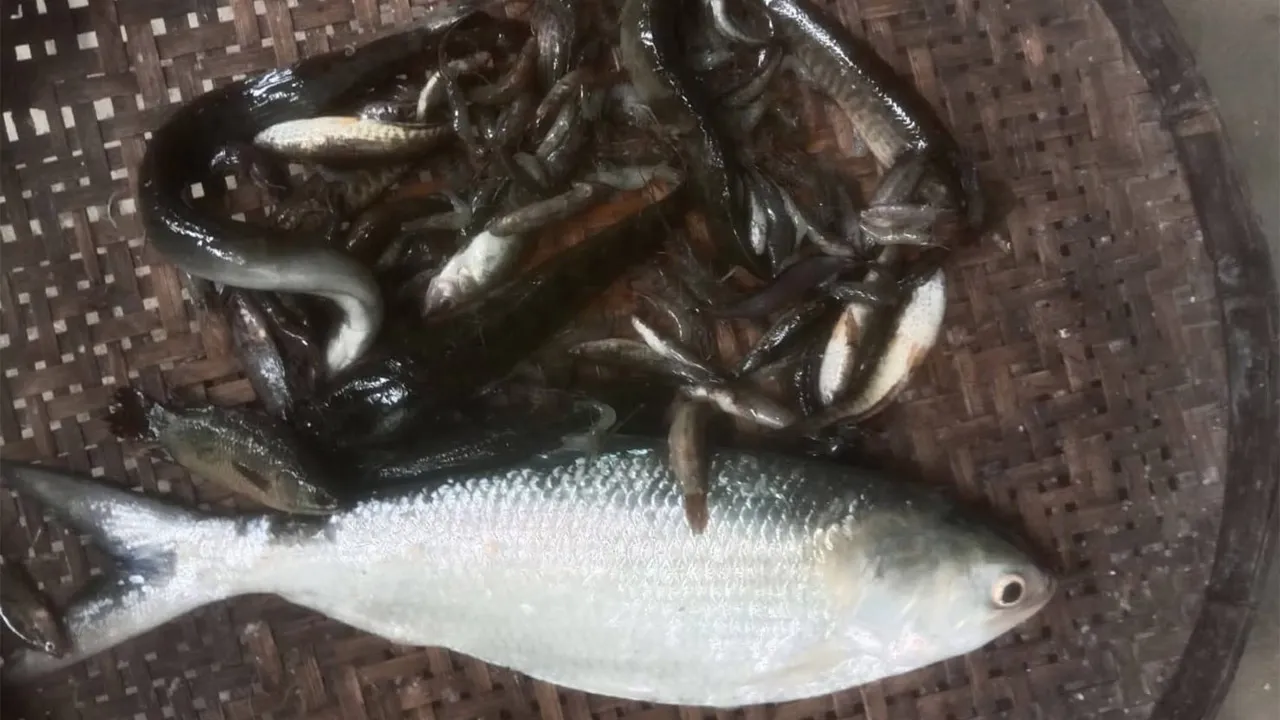 ময়মনসিংহে পুরাতন ব্রহ্মপুত্রে ঠেলা জালে ধরা পড়ল ইলিশ
