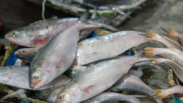 ইলিশের দাম কি আর কমবে?