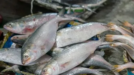 ইলিশের দাম কি আর কমবে?
