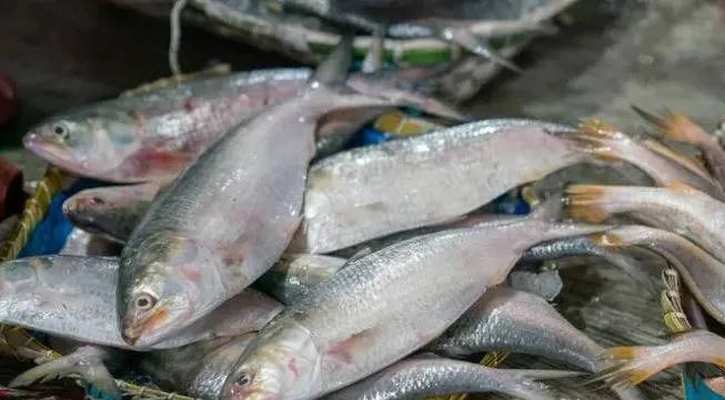ইলিশের দাম কি আর কমবে?