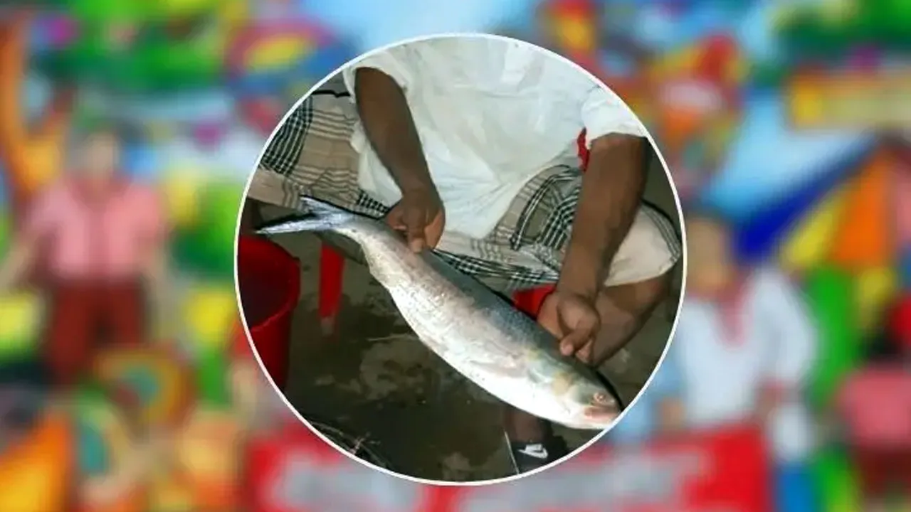 ইলিশ আহরণ কমেছে ৪০ শতাংশ