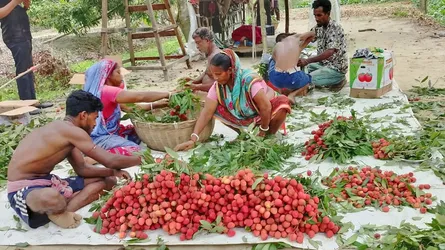 লিচু বাগানে স্বপ্ন বুনছেন নাজিরপুরের হিমাংশু