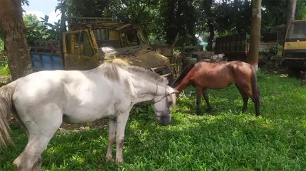 মধুপুরে ঘোড়ার গোশত বিক্রি করতে গিয়ে আটক কসাই