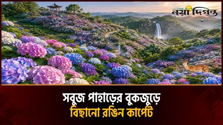 চীনের গুইঝোর পাহাড়জুড়ে হাইড্রেনজিয়ার রঙিন উৎসব