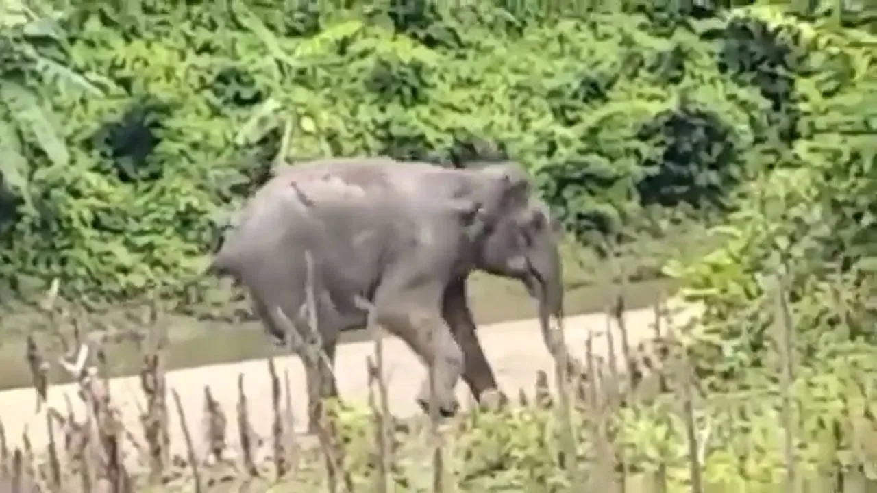বান্দরবান সীমান্তে স্থলমাইন বিস্ফোরণে আহত বন্যহাতিটির চিকিৎসা দেয়া হয়েছে