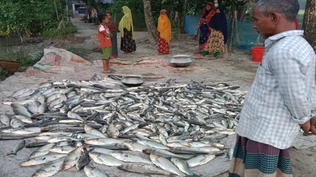 পুকুরে বিষ, এক রাতেই ভেসে গেলো ১০ লাখ টাকার স্বপ্ন