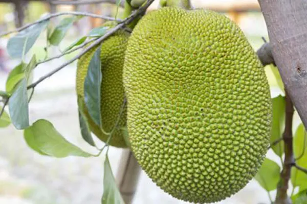 কাঁচা কাঁঠাল শরীরের জন্য এত উপকারী!
