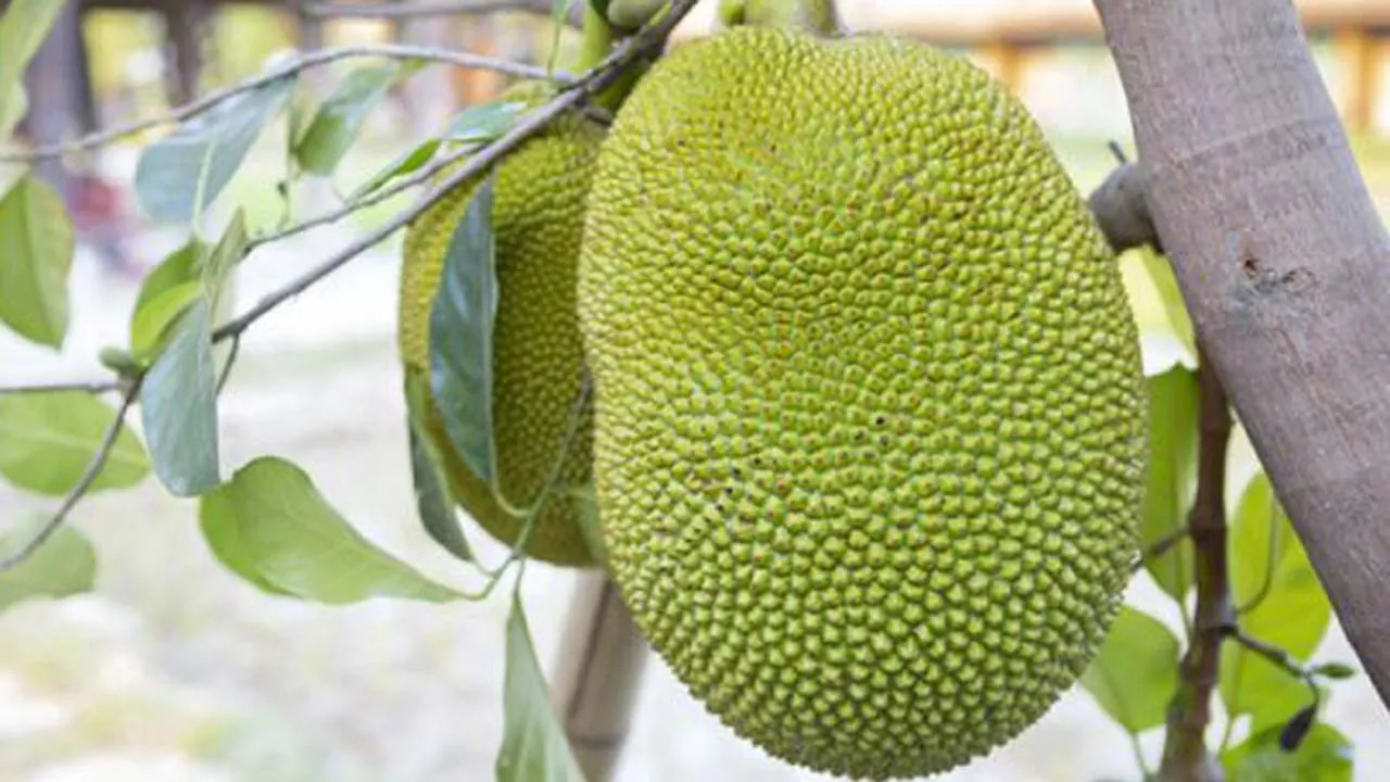 কাঁচা কাঁঠাল শরীরের জন্য এত উপকারী!