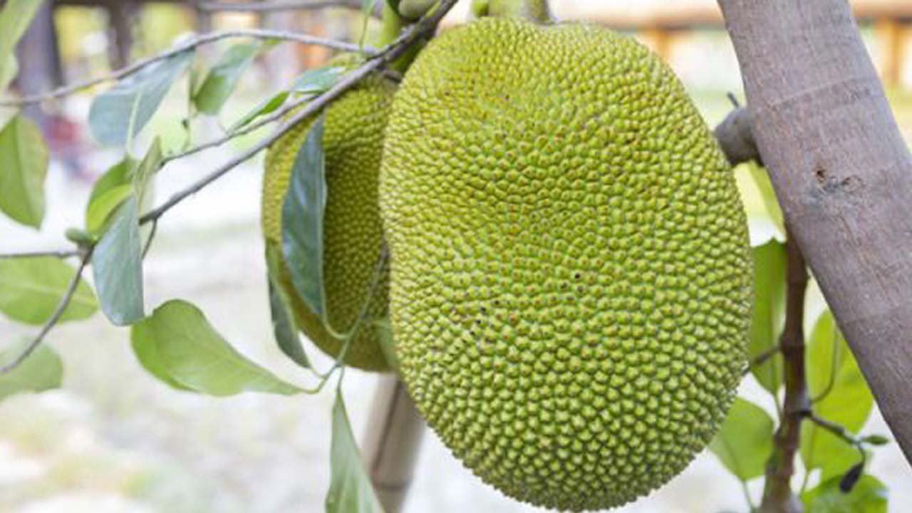 Jackfruit
